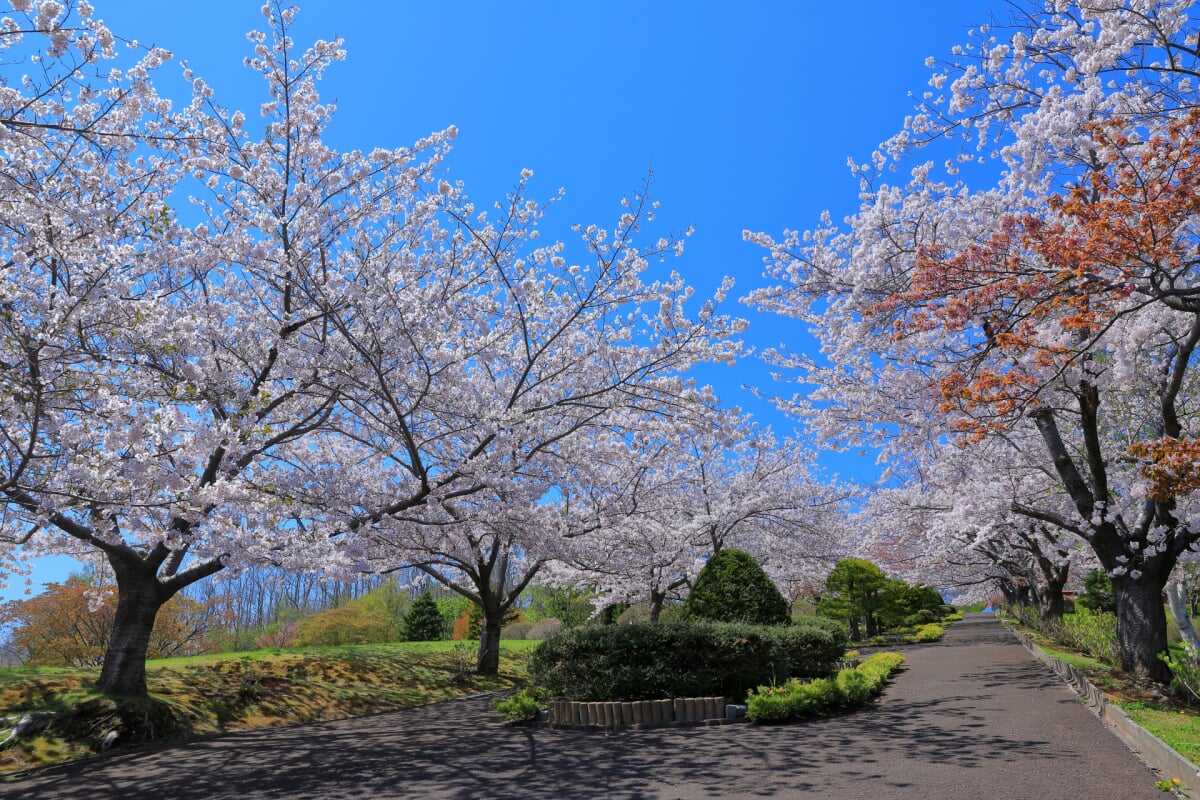 手宮緑化植物園の写真10