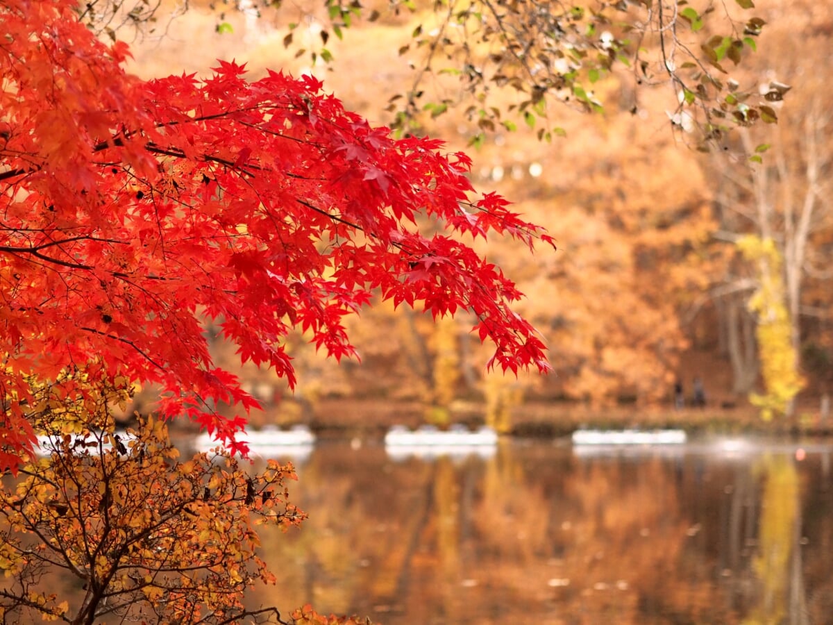 八郎沼公園の写真1