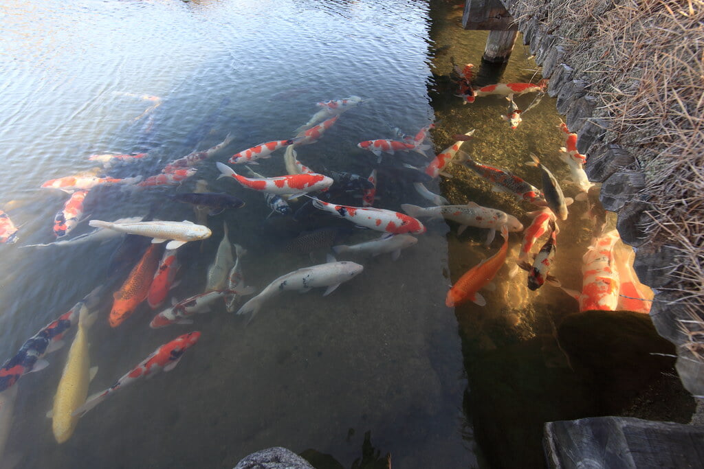 国指定名勝 楽山園の写真9