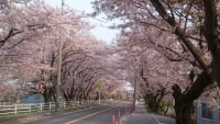 鍋田川堤の桜並木