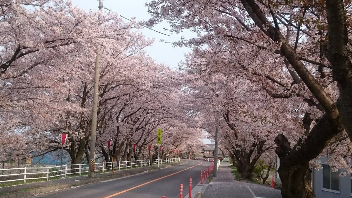 鍋田川堤の桜並木の写真1