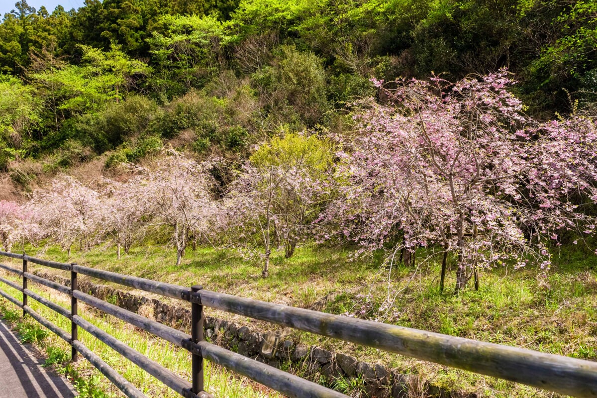 徳島県南部健康運動公園(ＪＡアグリあなん運動公園)の写真9