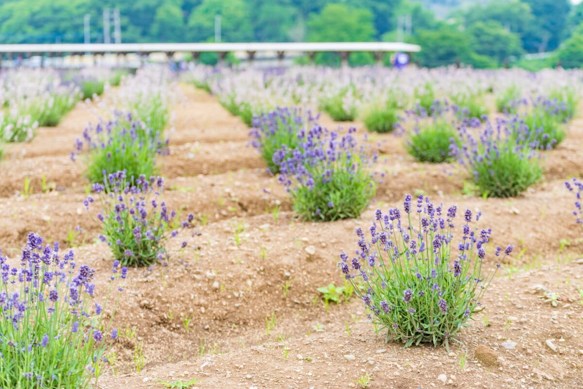千年の苑ラベンダー園の写真2