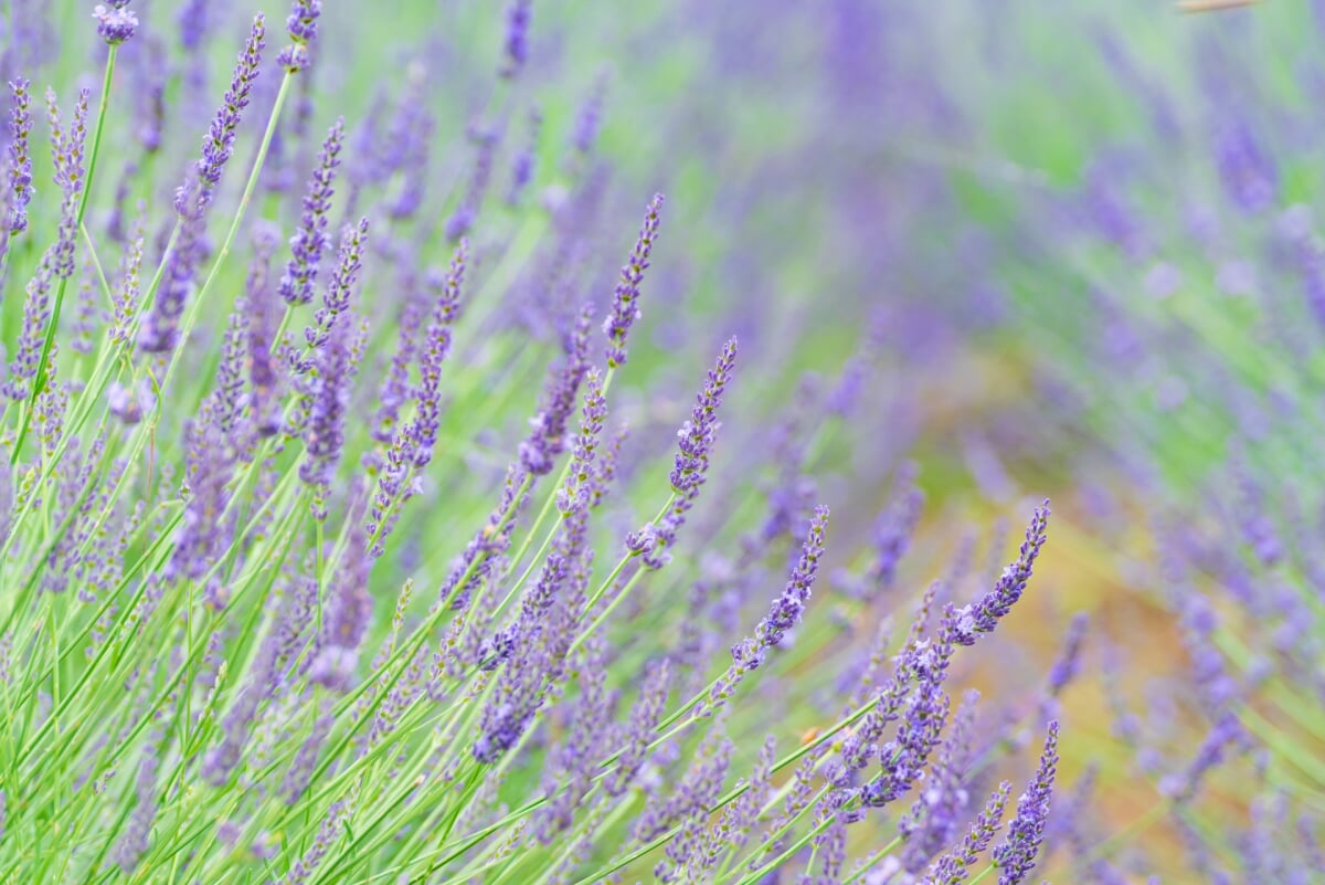 千年の苑ラベンダー園の写真1