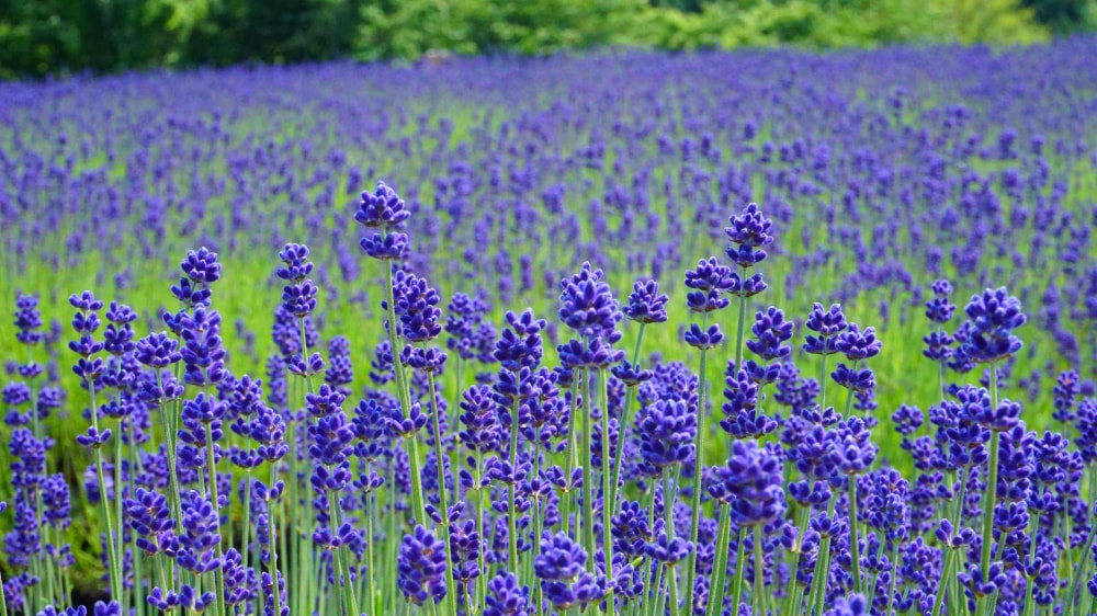 美郷町ラベンダー園の写真2