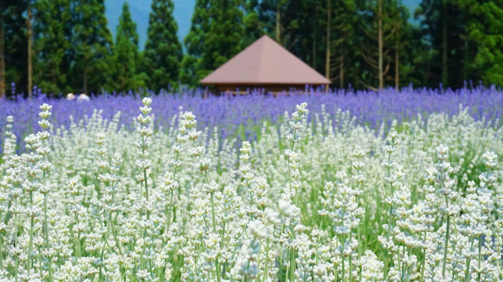 美郷町ラベンダー園の写真3