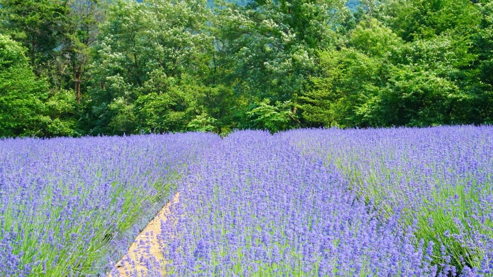 美郷町ラベンダー園の写真4