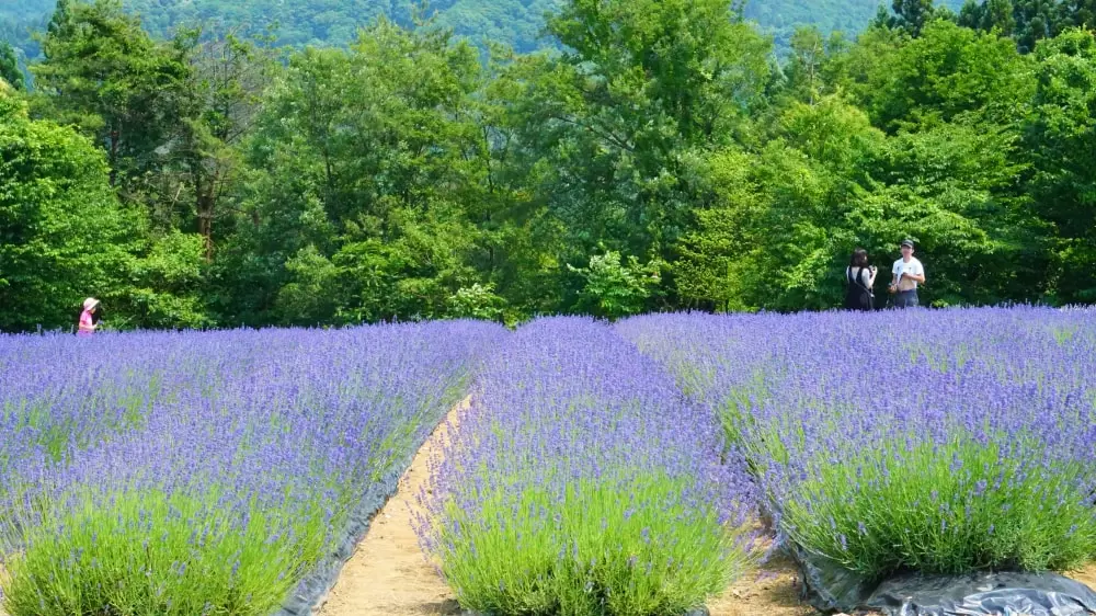 美郷町ラベンダー園の写真1