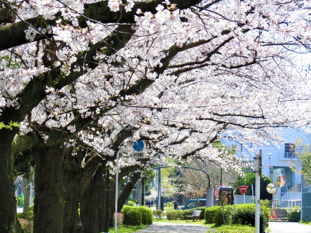 太尾堤緑道の写真3