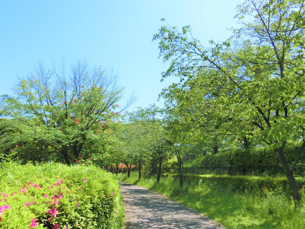 太尾堤緑道の写真4