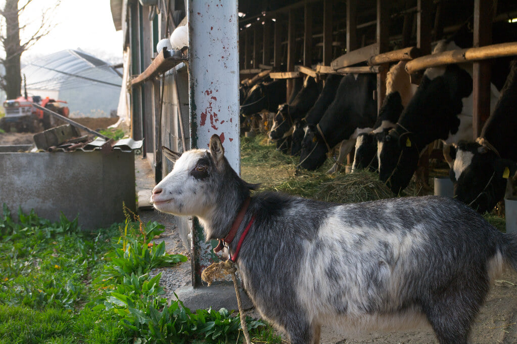 西山牧場の写真2