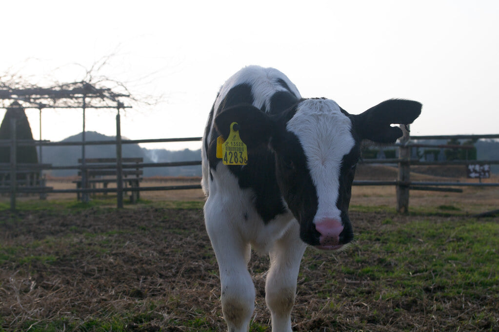 西山牧場の写真3