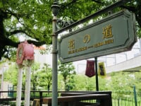 花のみち・さくら橋公園