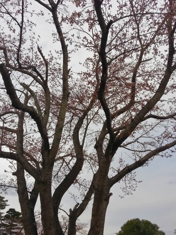 高見公園の写真3