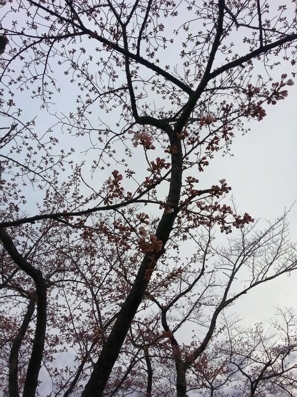 高見公園の写真4