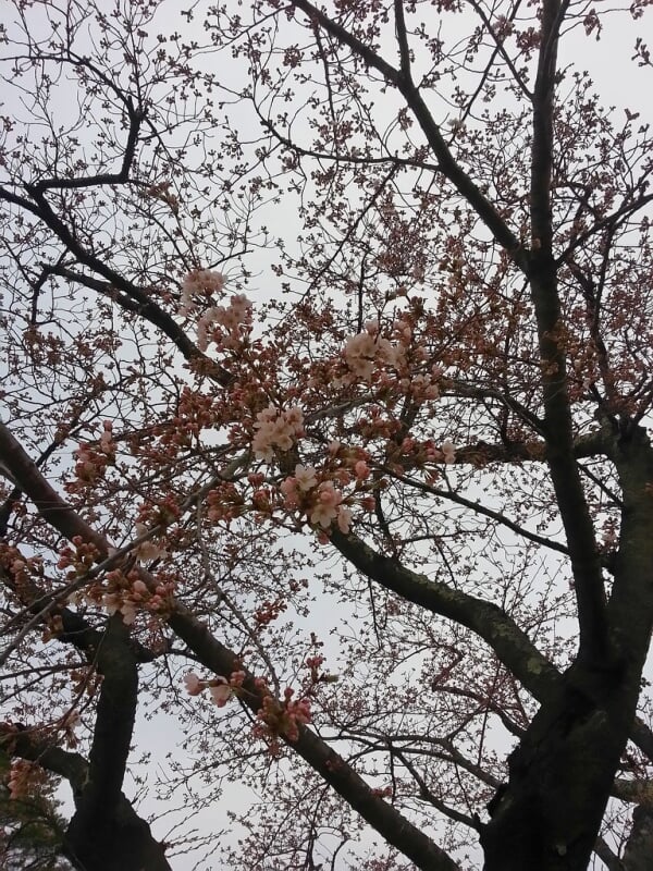 高見公園の写真6