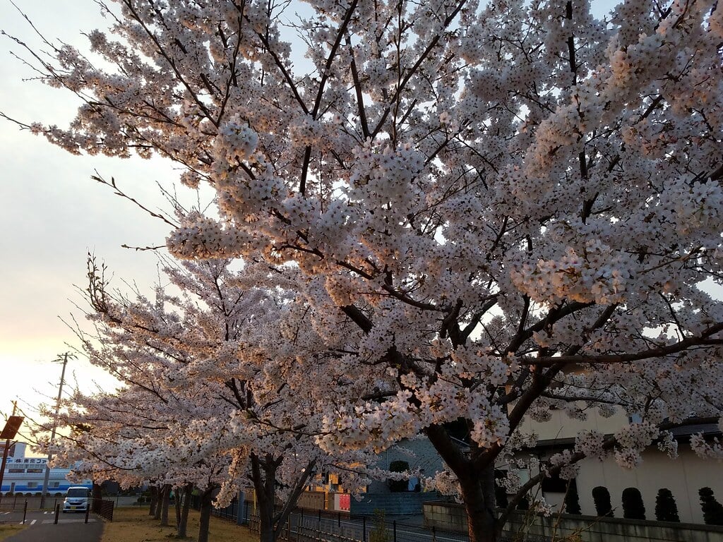 高見公園の写真1