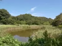 池子の森自然公園