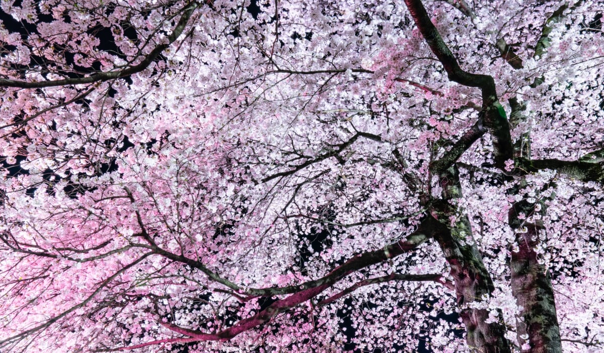 八代ふるさと公園の写真2