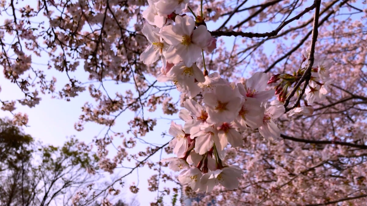藤田邸跡庭園の写真10