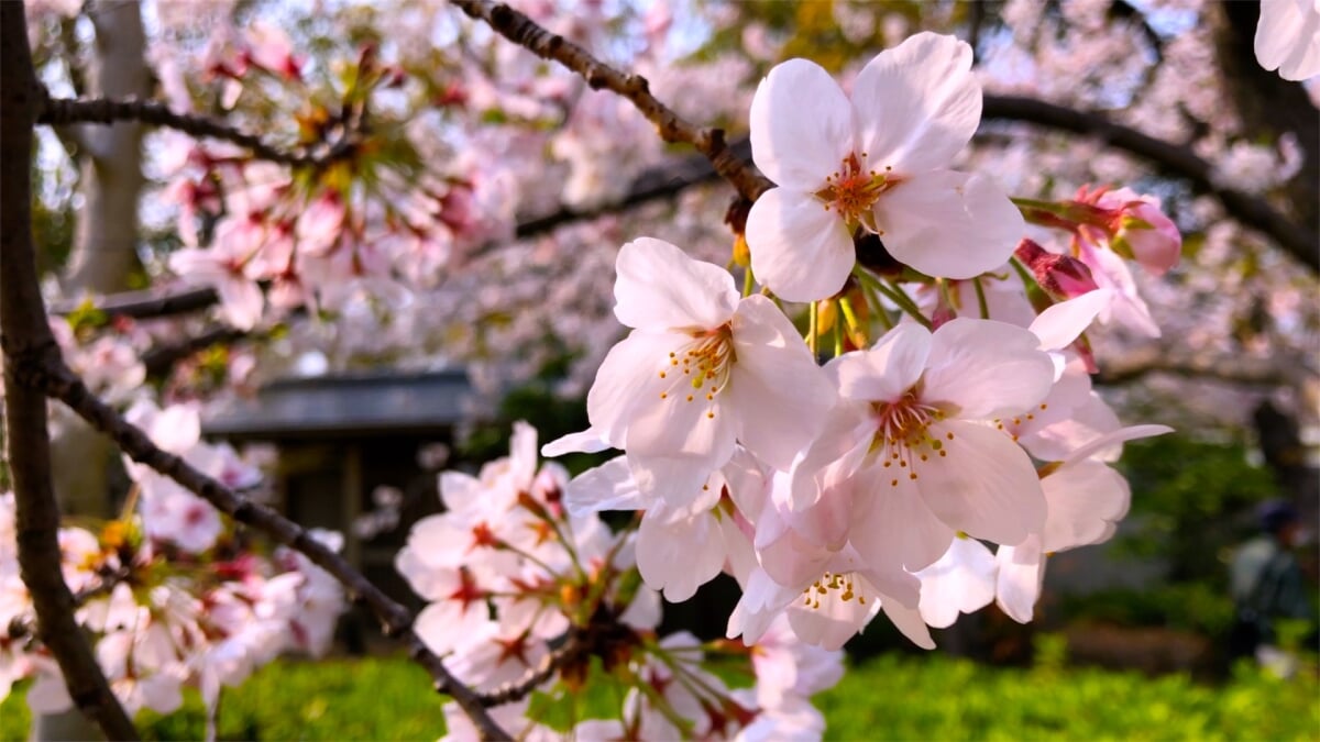藤田邸跡庭園の写真11