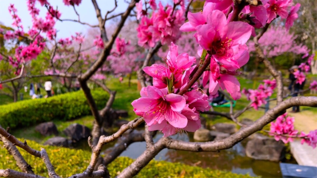 藤田邸跡庭園の写真15