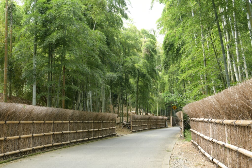 京都市洛西竹林公園の写真3