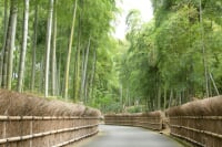 京都市洛西竹林公園