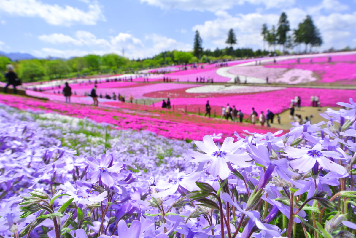 羊山公園の写真6
