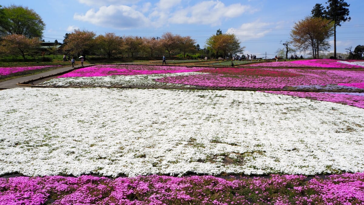 羊山公園の写真8