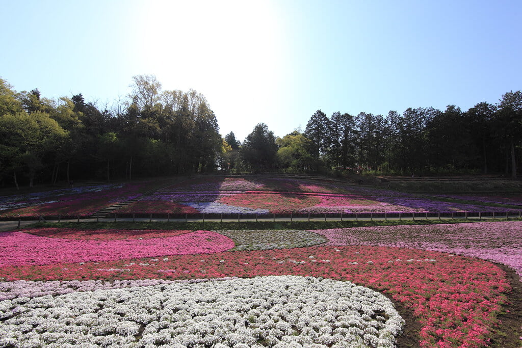羊山公園の写真10