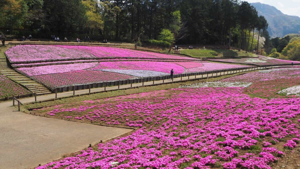 羊山公園の写真11