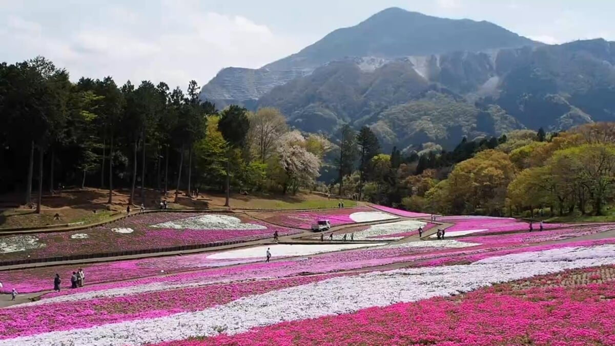 羊山公園の写真14