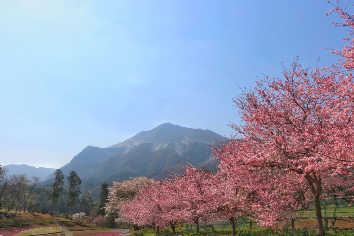 羊山公園の写真15