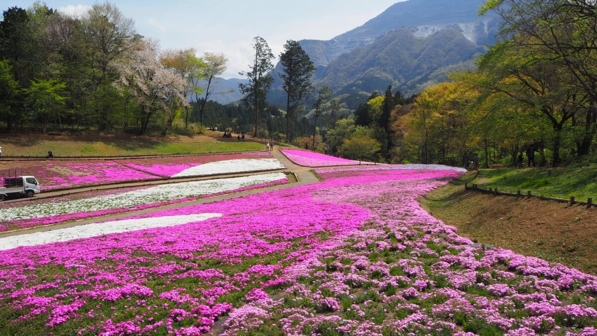 羊山公園の写真16