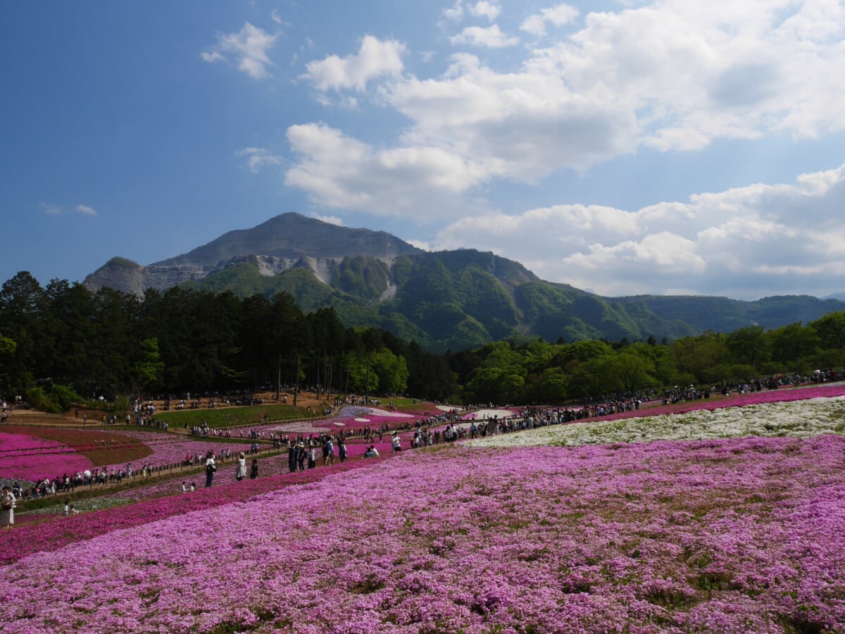 羊山公園の写真18