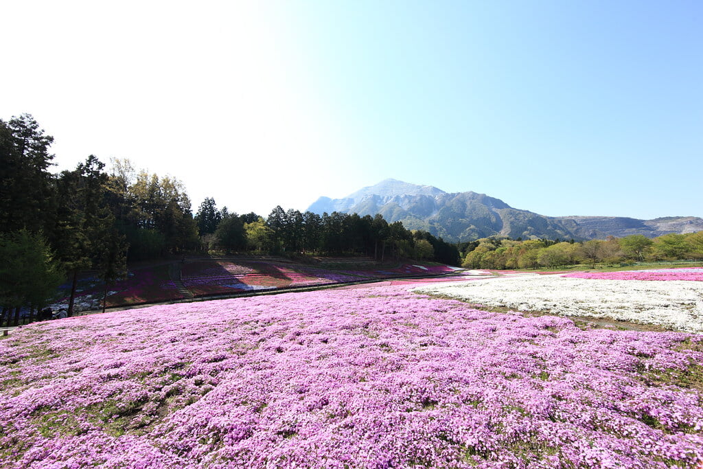 羊山公園の写真19