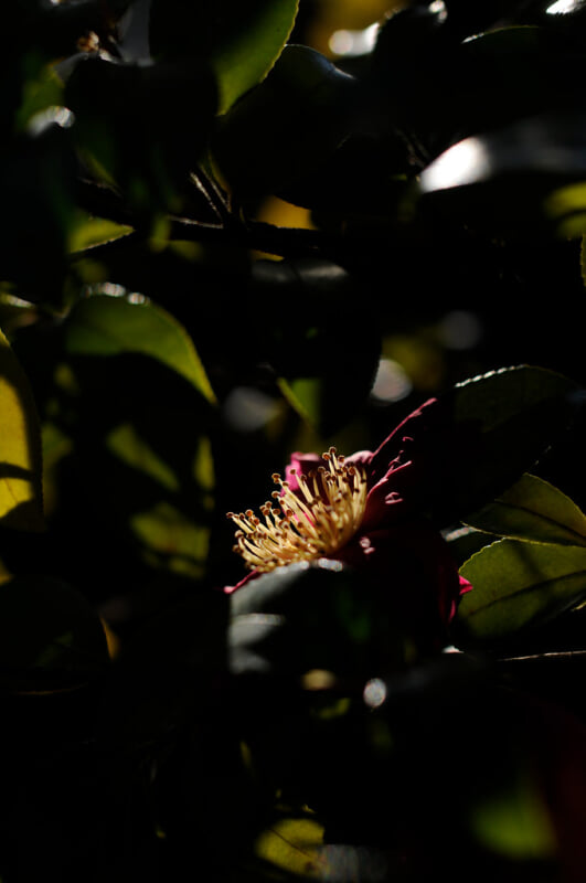 白鳥庭園の写真3