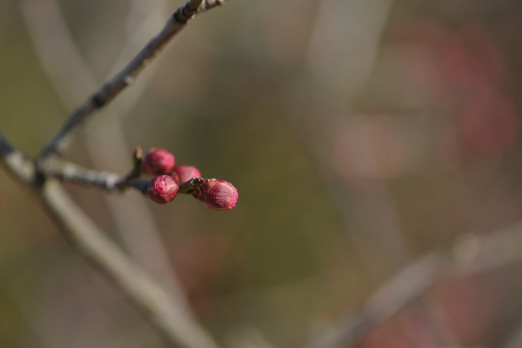 白鳥庭園の写真4