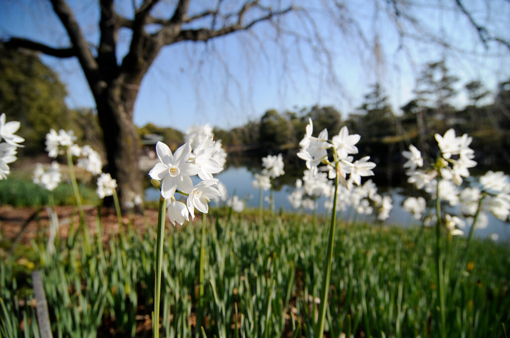 白鳥庭園の写真7
