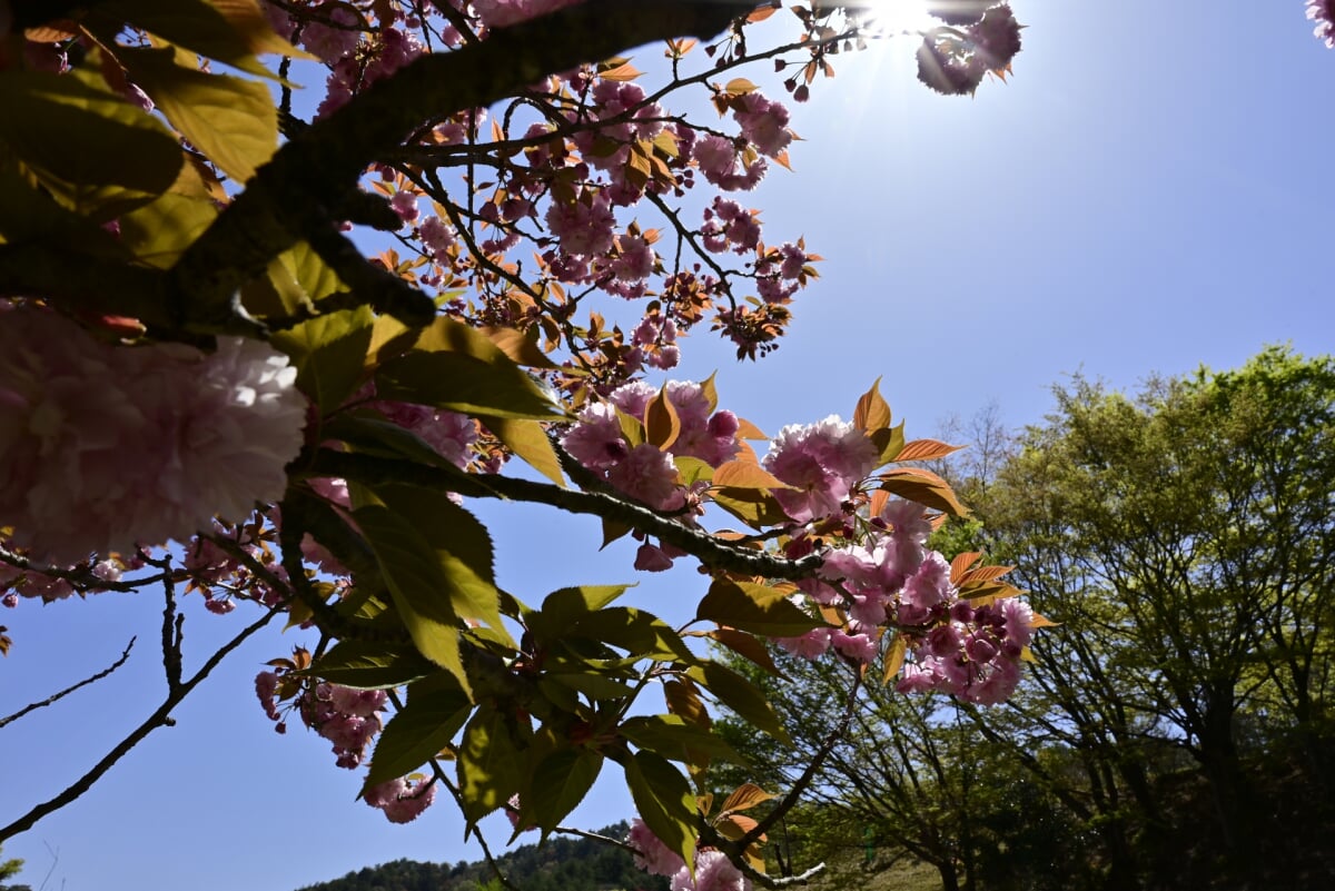 ひろしま遊学の森　広島県緑化センターの写真2