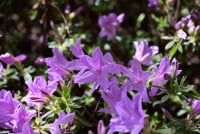 ひろしま遊学の森　広島県緑化センター