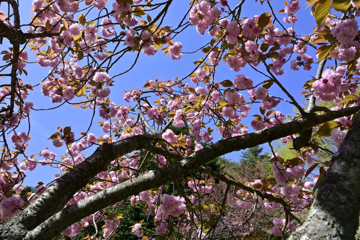ひろしま遊学の森　広島県緑化センターの写真3