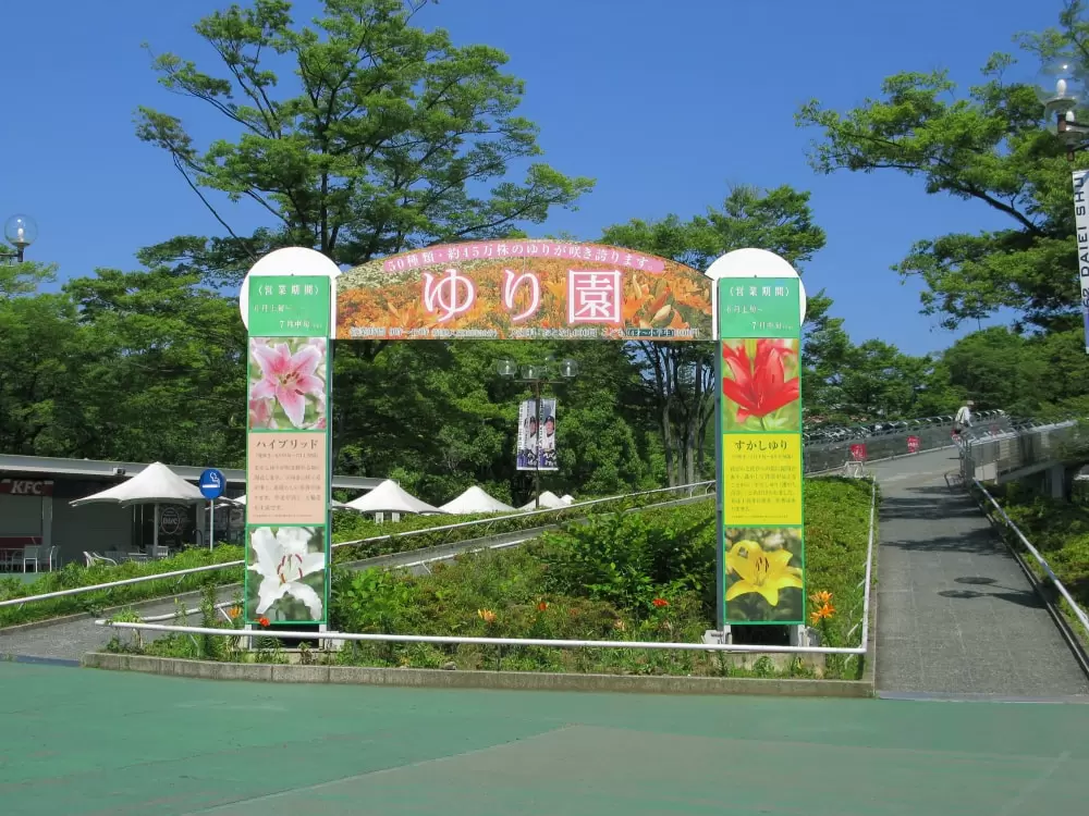 ところざわのゆり園の写真1