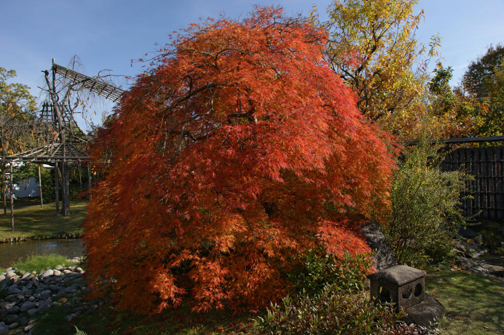 姫路城西御屋敷跡庭園　好古園の写真2