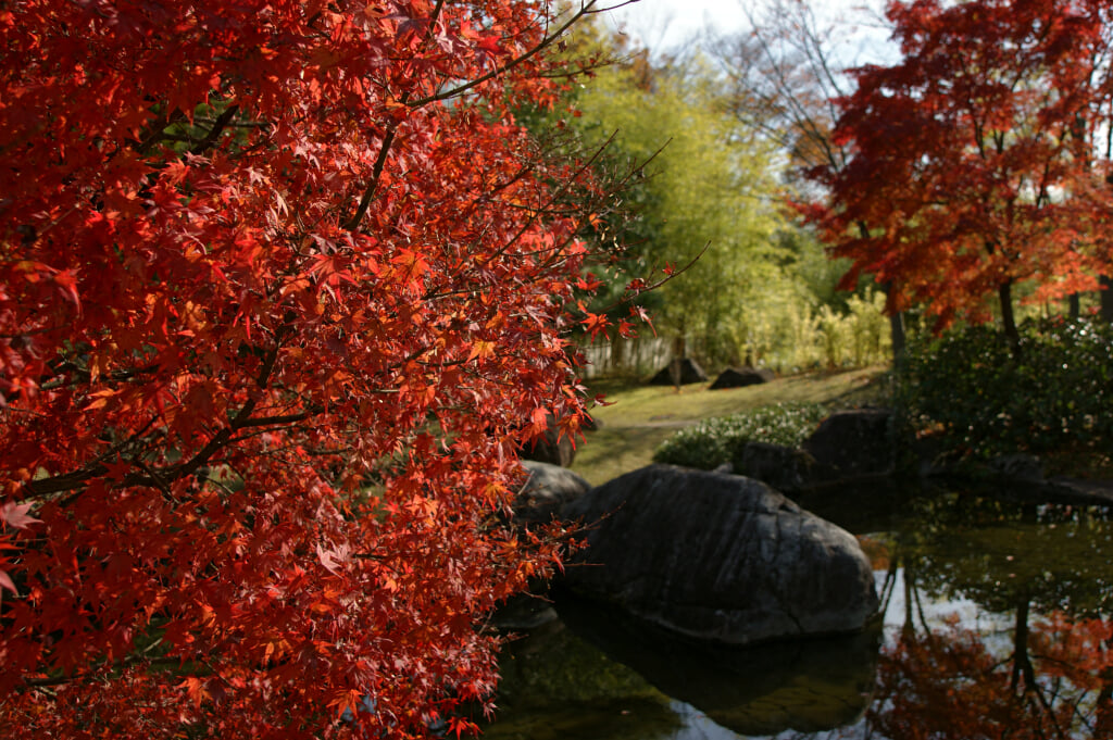 姫路城西御屋敷跡庭園　好古園の写真11