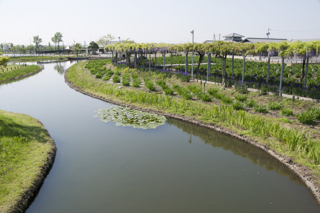 水郷佐原あやめパークの写真4