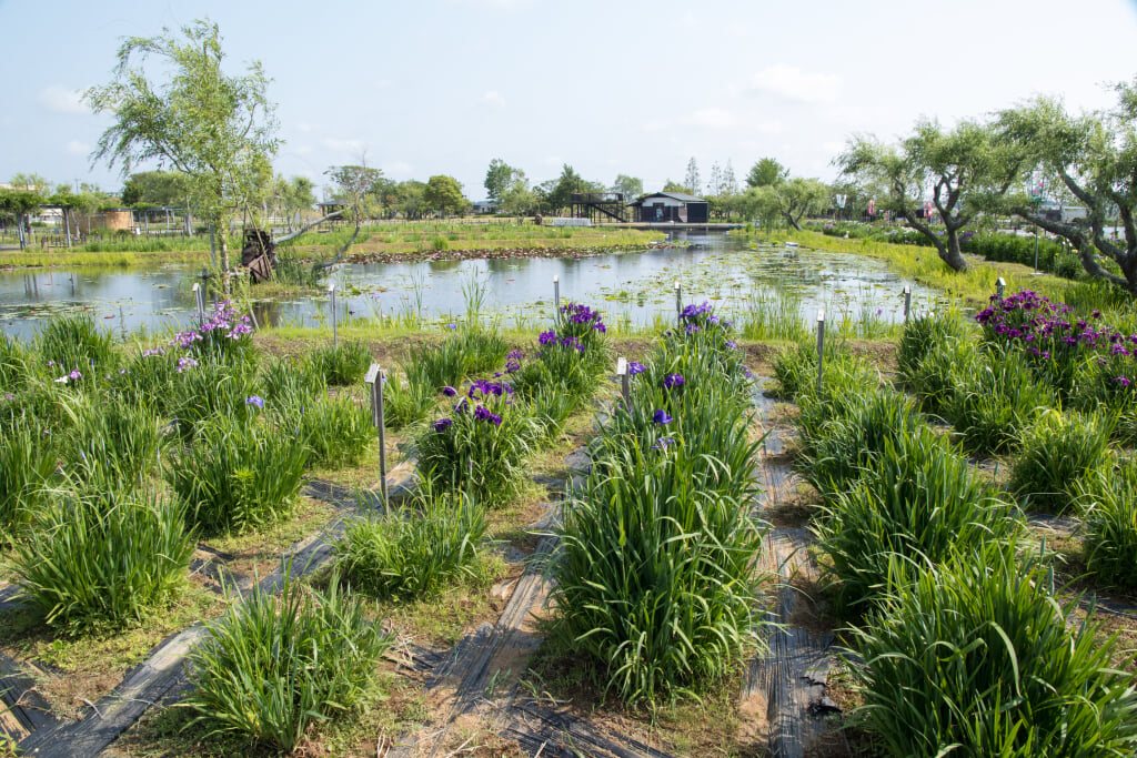 水郷佐原あやめパークの写真5