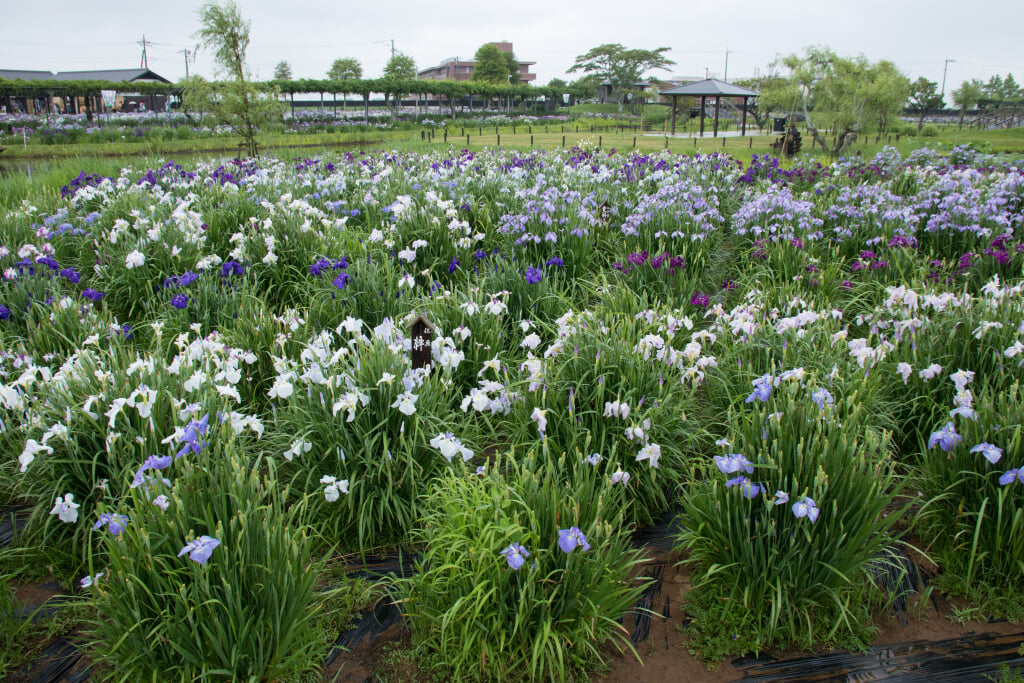 水郷佐原あやめパークの写真6