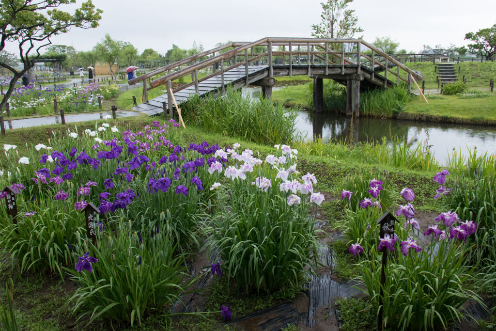 水郷佐原あやめパークの写真7